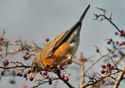 Turdus migratorius